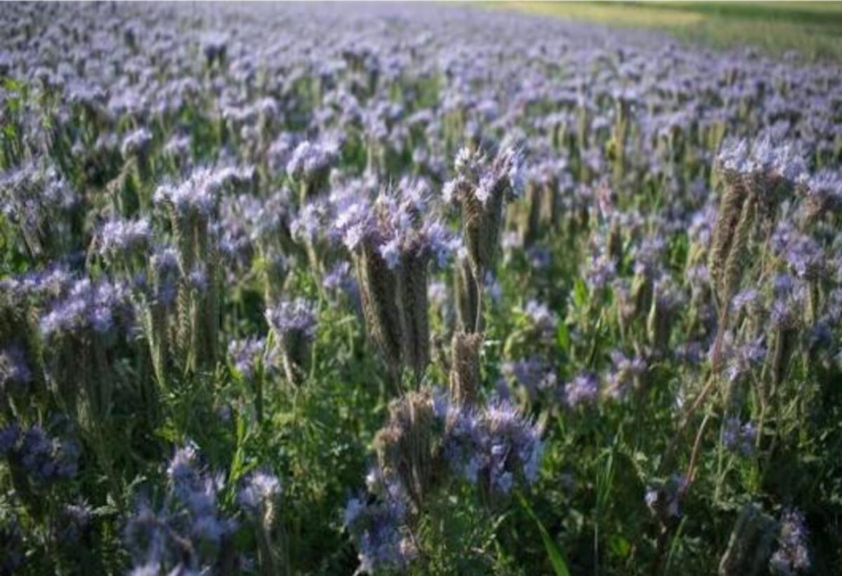 Phacelia 3
