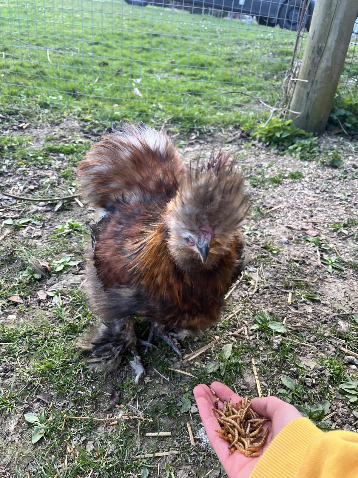 Seidenhahn - 4 Monate 3