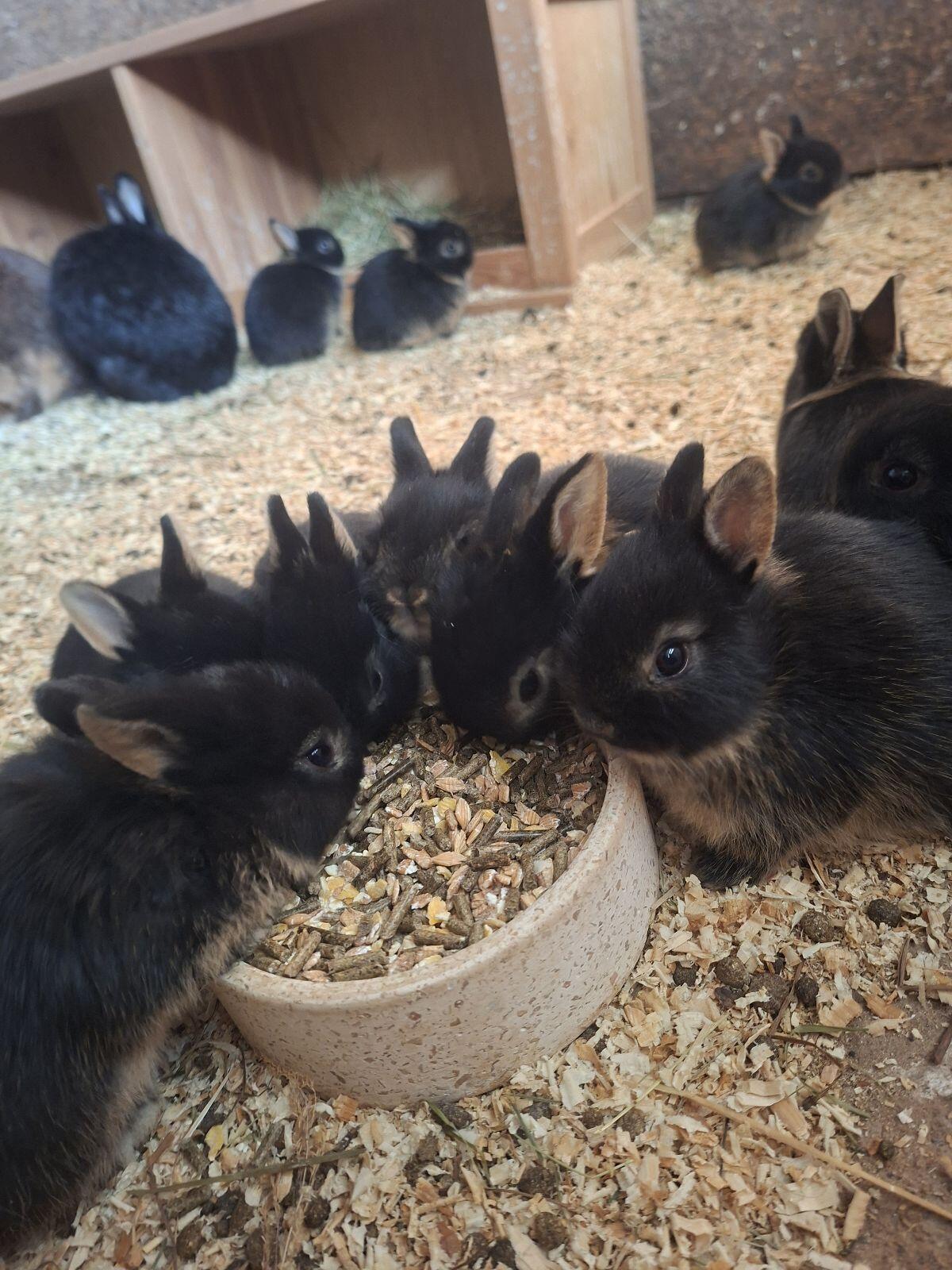 Kaninchen 2