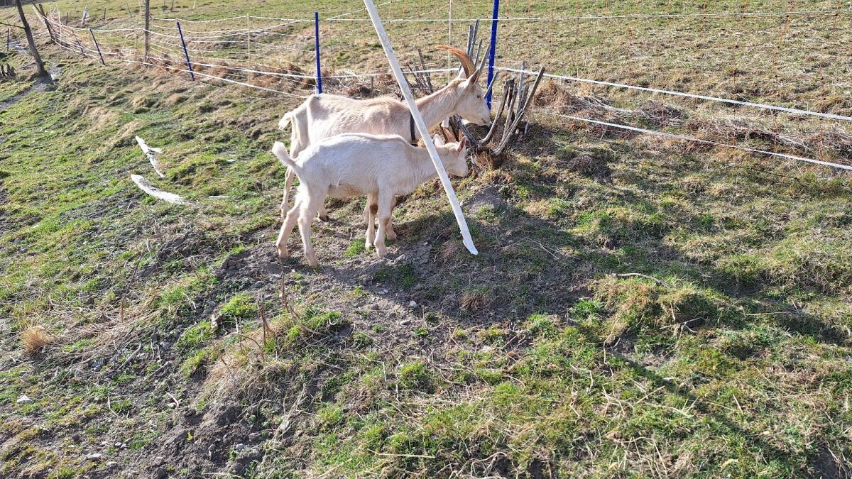 Ziegenbock 2
