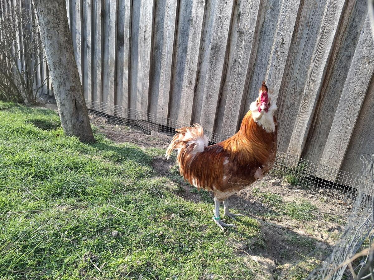 Brabanter Chamois Hahn 2