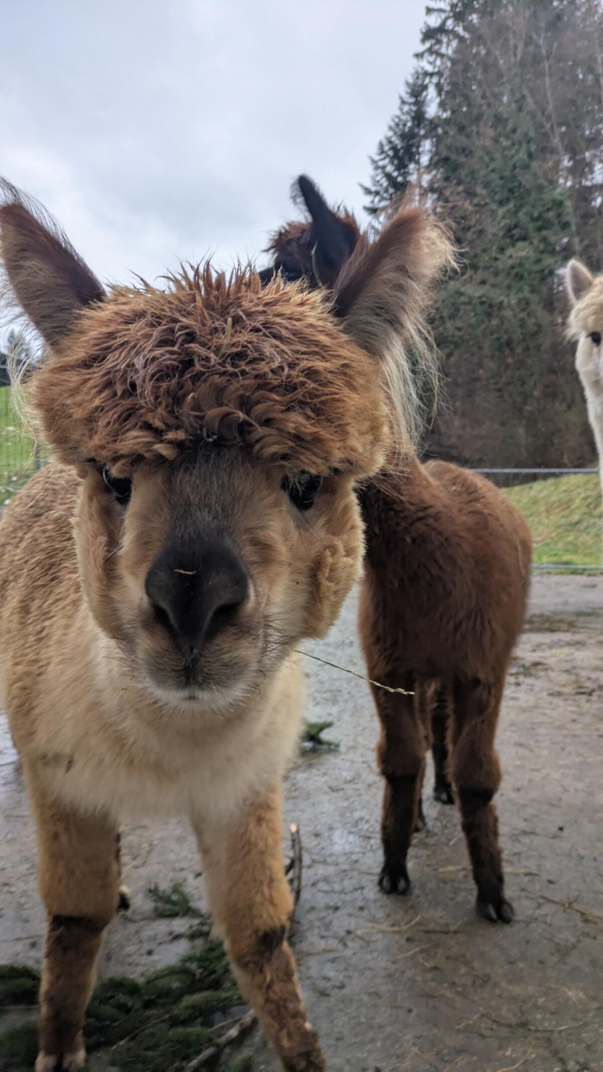 Alpaka Jungstute 2