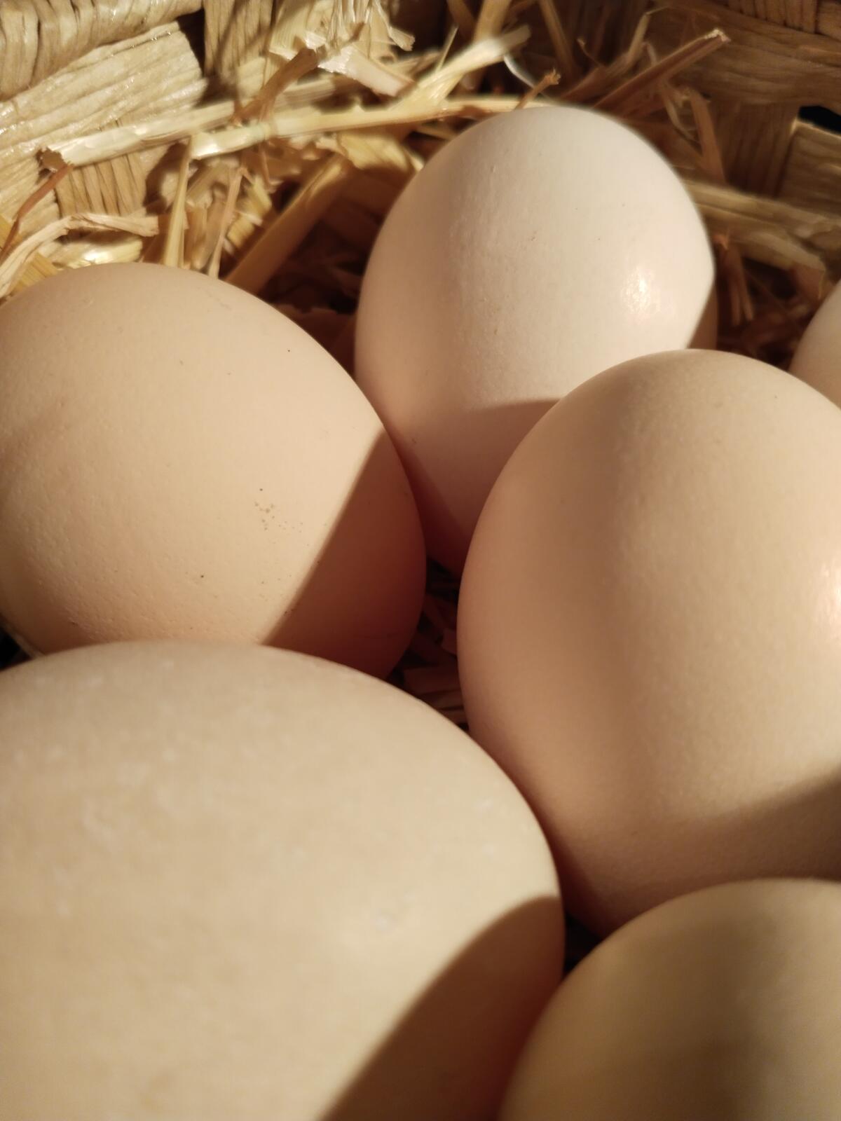 Bruteier Pita Pinta 2