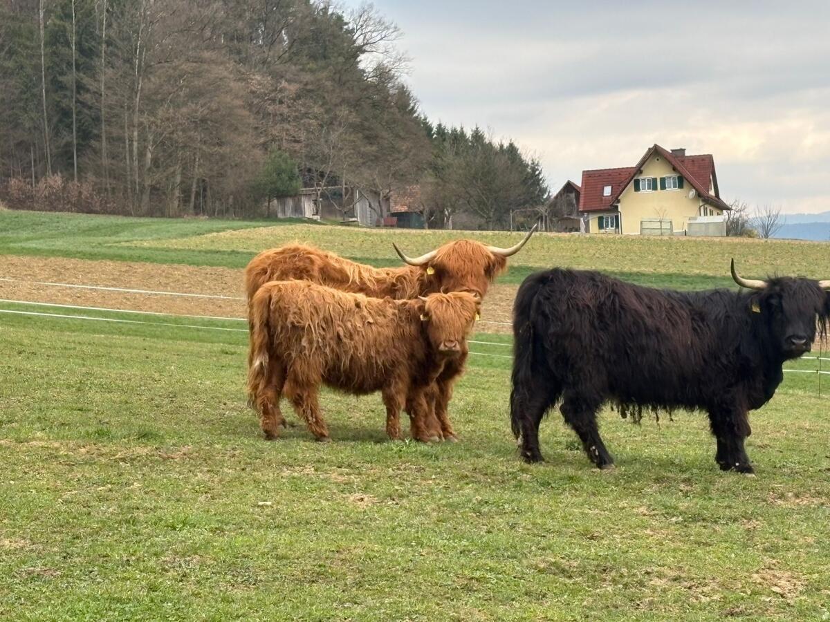 Hochlandrindkalb 2
