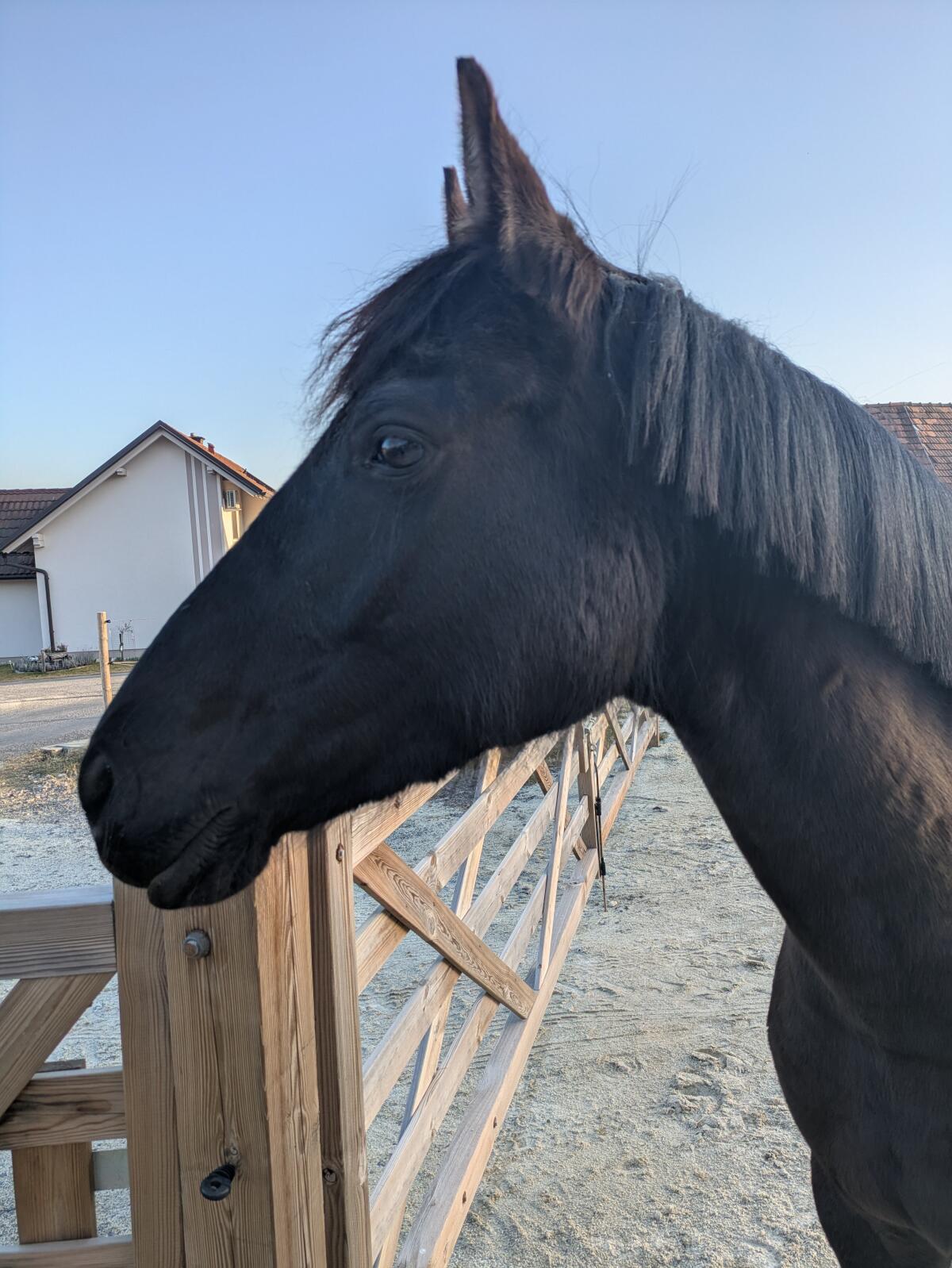 Reitpony - Rappfalbstute 2