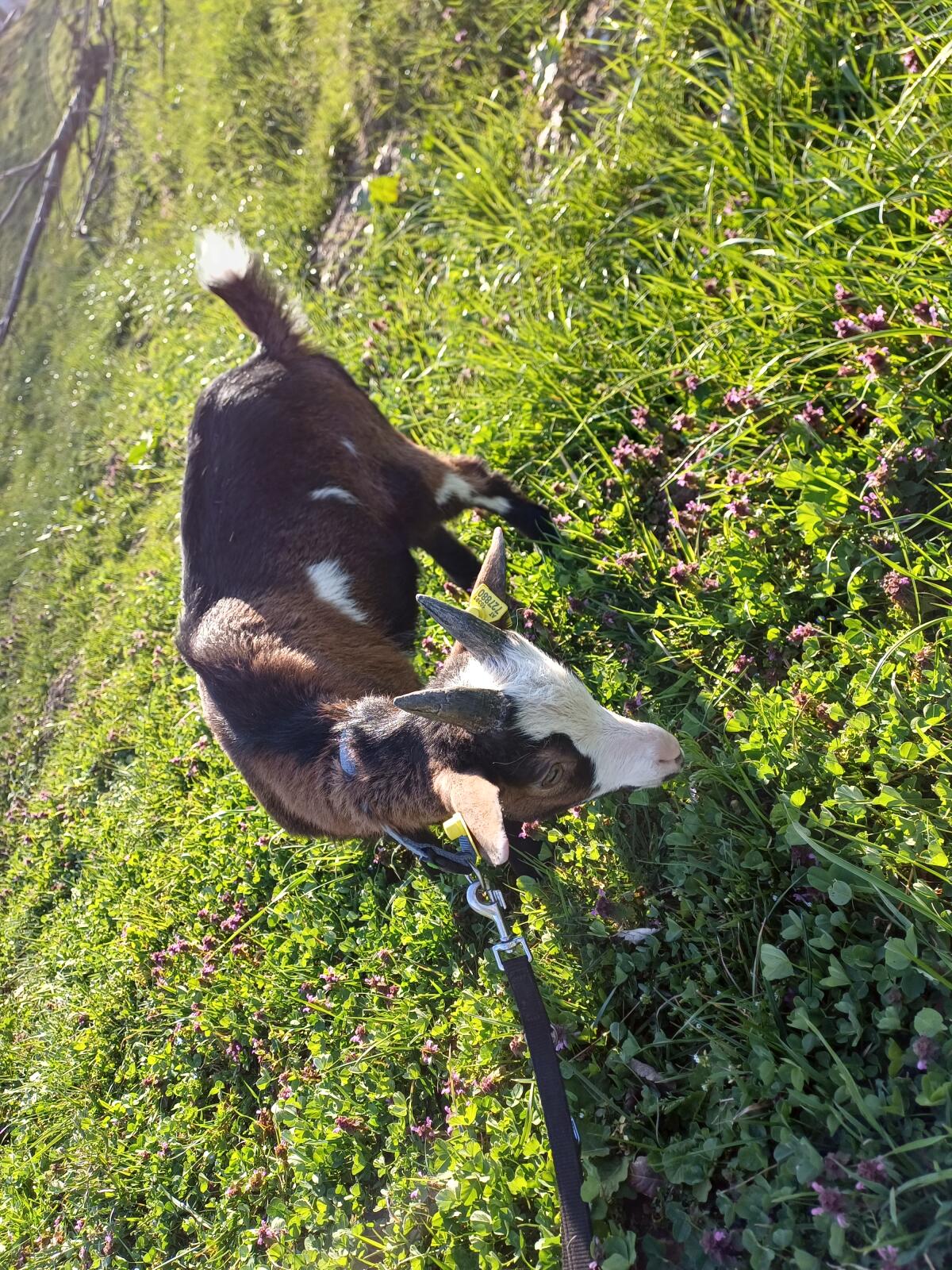 Tauernschecken Bockkitz abzugeben 2