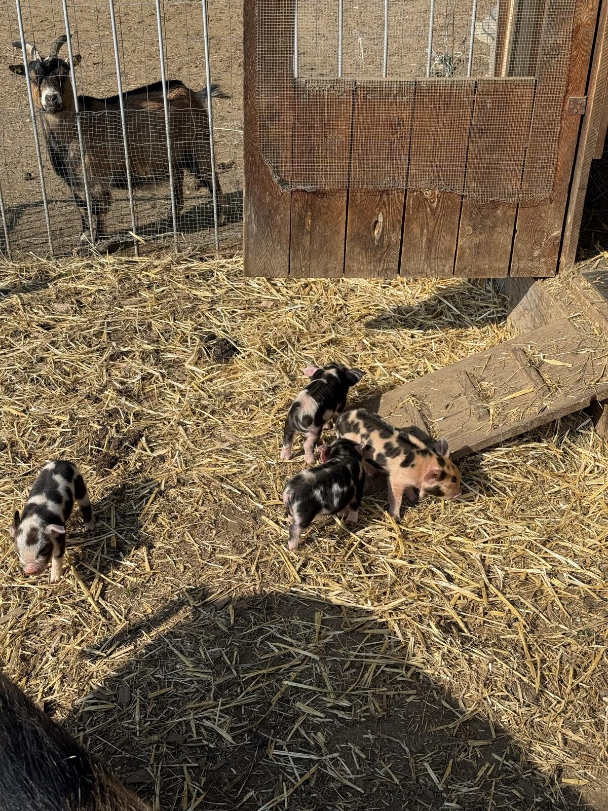 Kunekune Ferkel 3