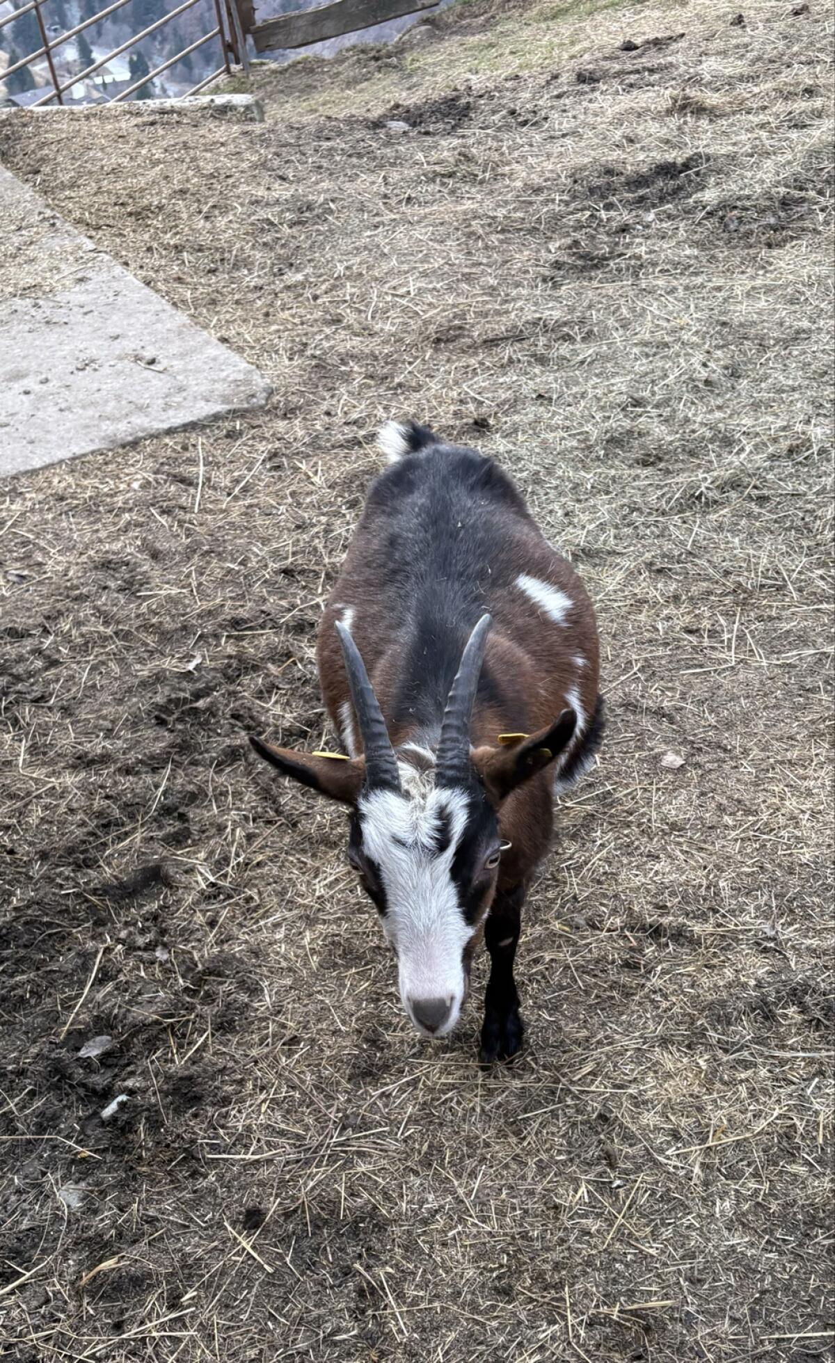 Ziege 3