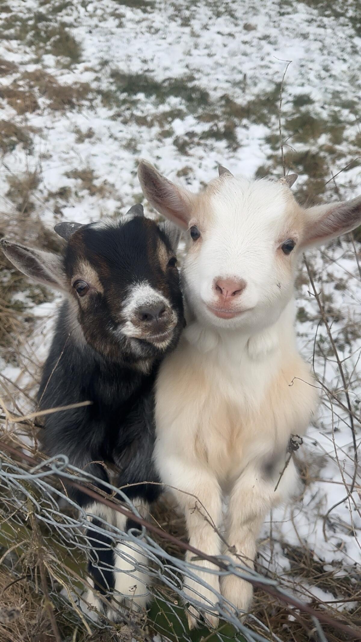 Zwei kastrierte Zwergziegen 2