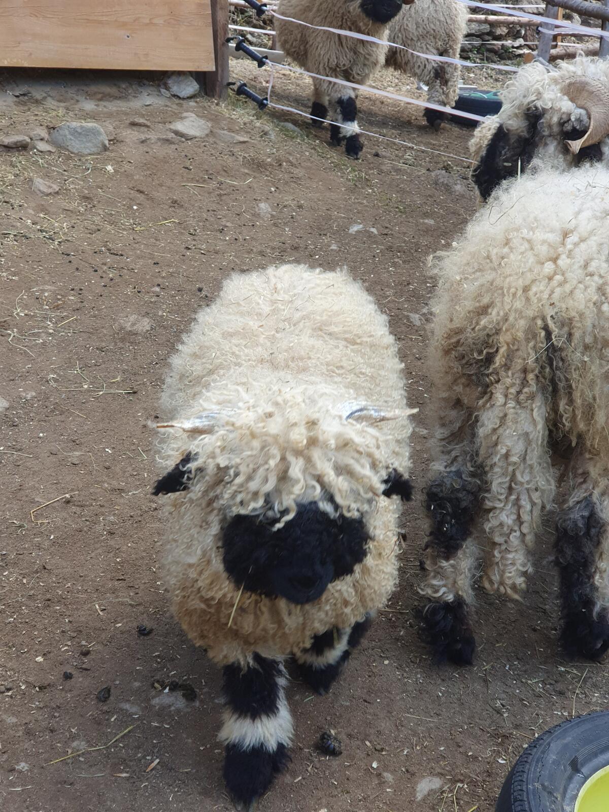 Walliser Schwarznasen 2