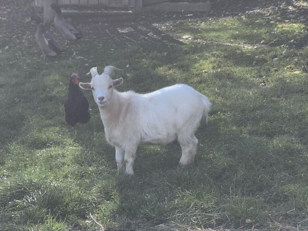 Mini Zwergziegen 2