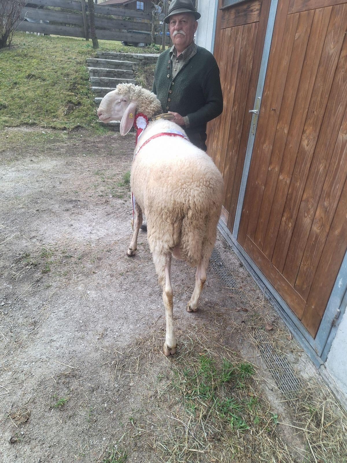 Bio Tiroler Bergschaf Widder 2