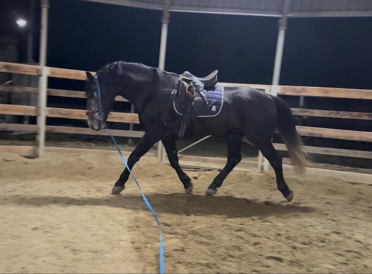 Sportlicher 5-jähriger Warmblutwallach 2