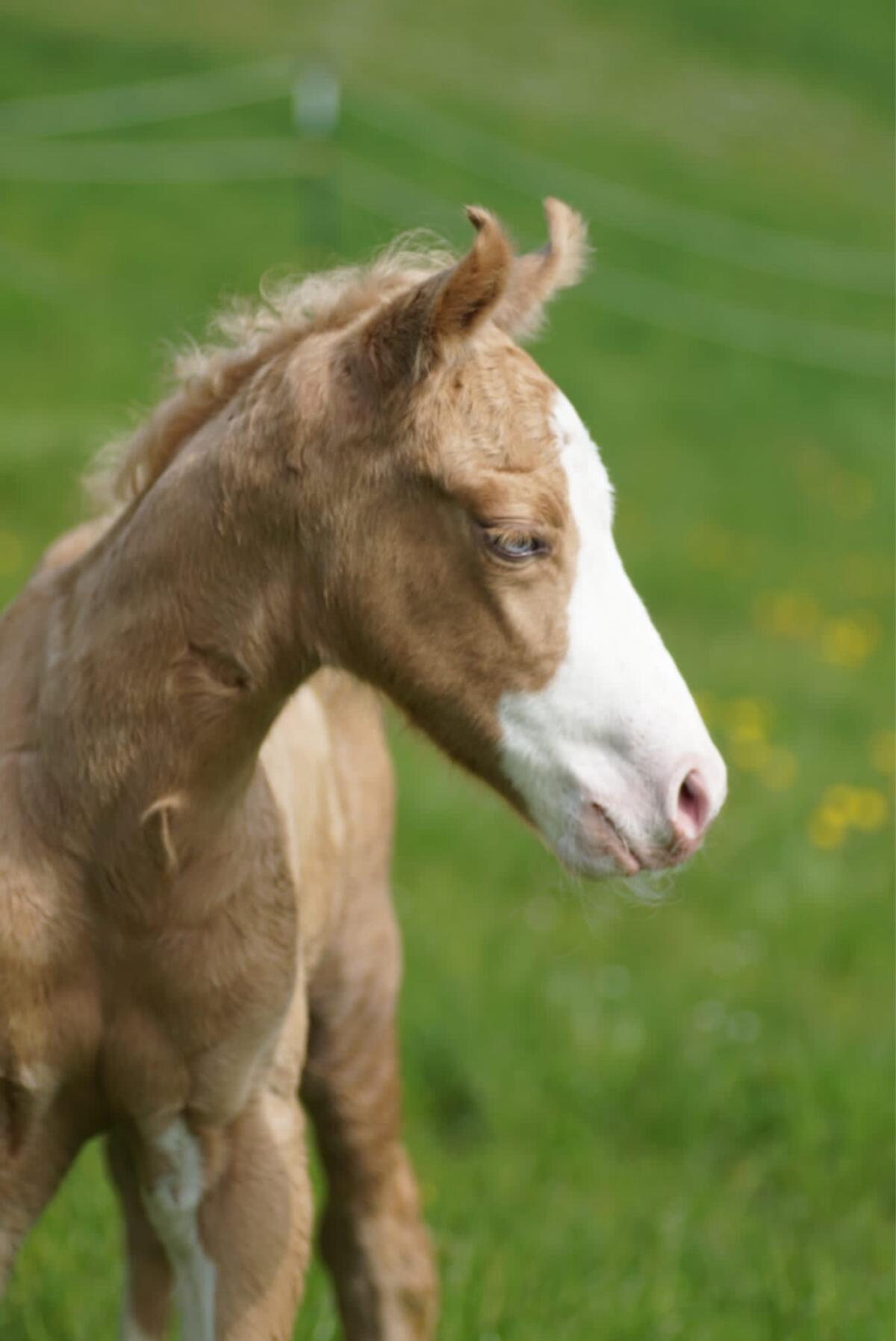 Quarter Horse Deckhengst 3