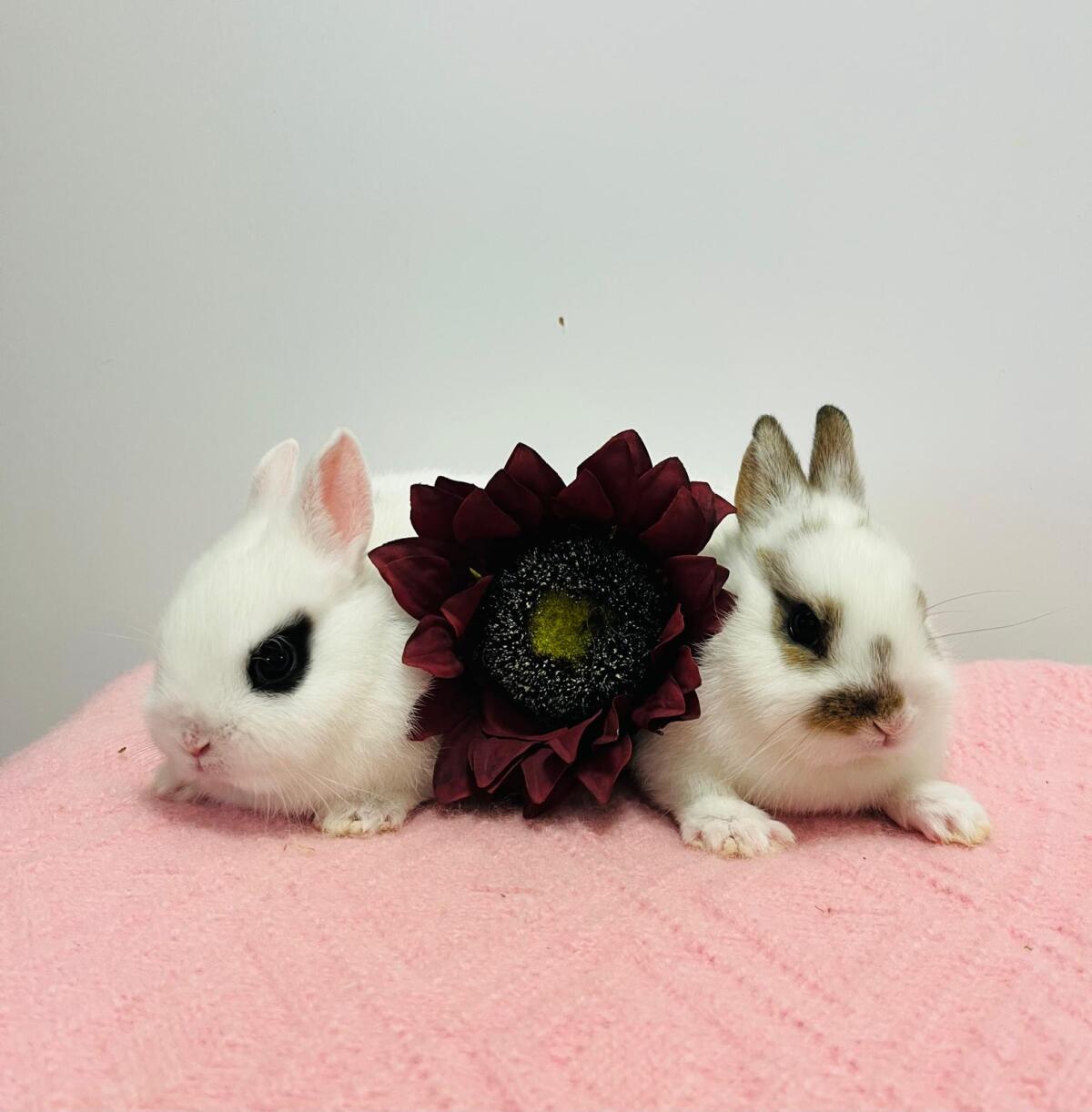 Zwergkaninchen Babys 2