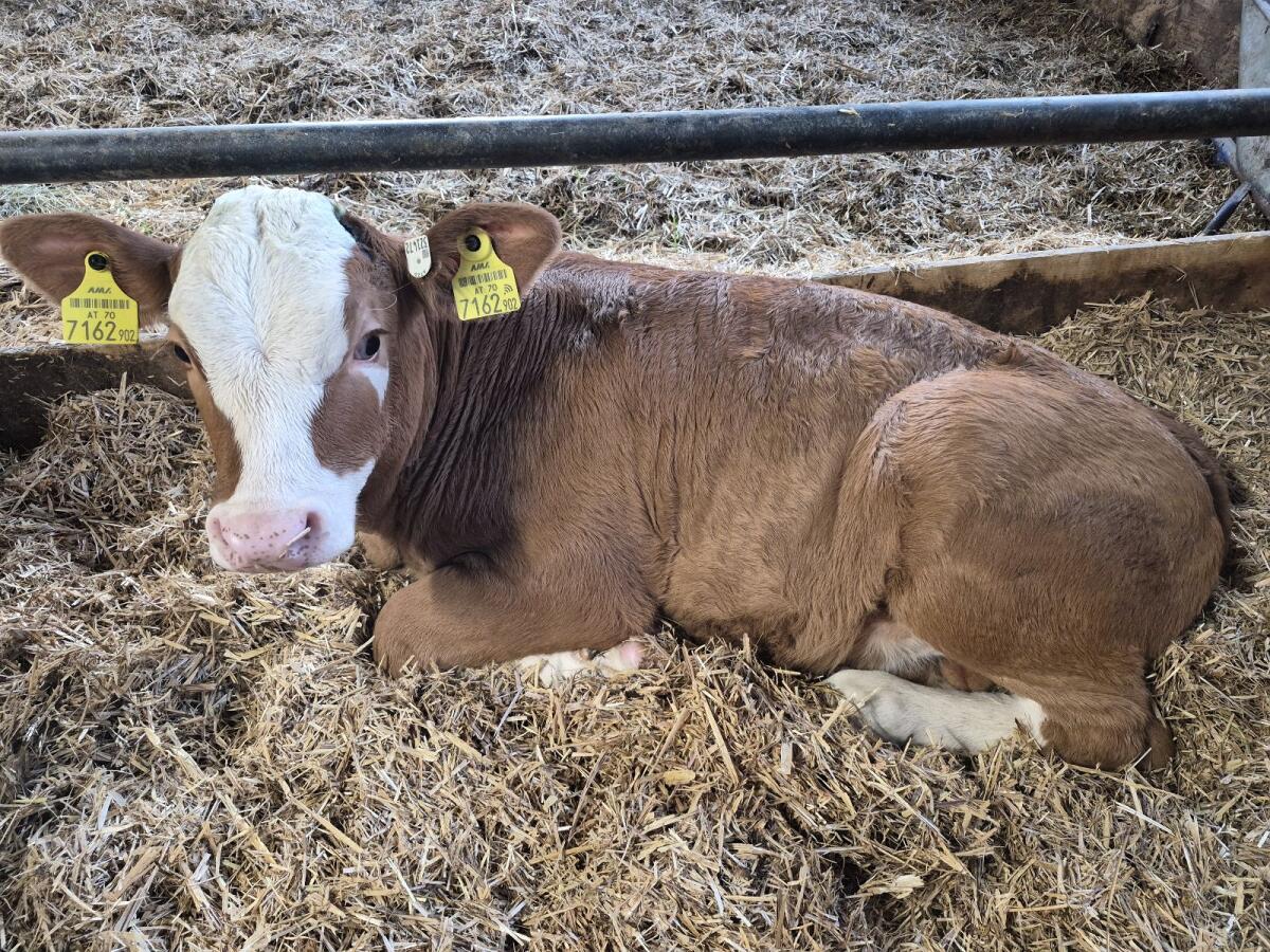 Zuchtstierkalb 2