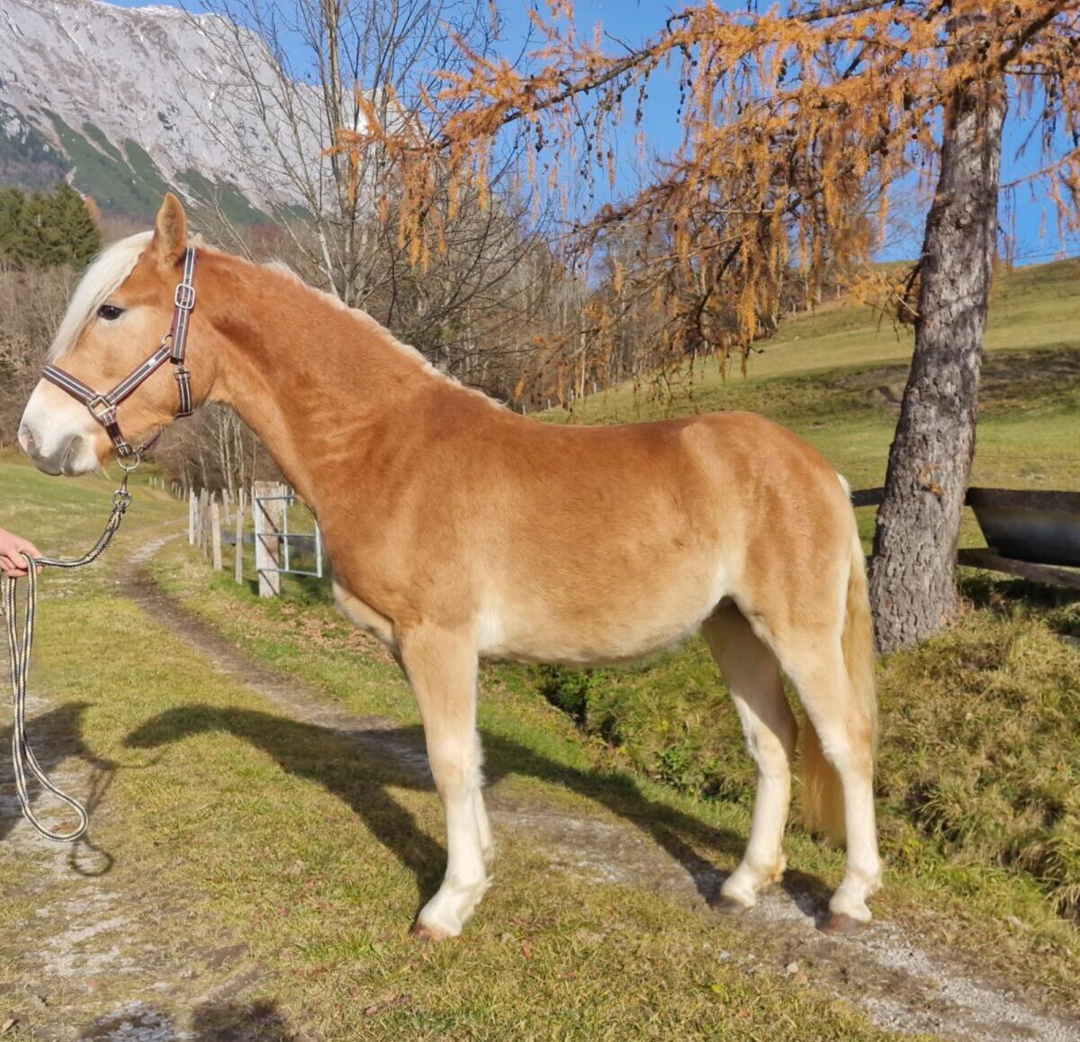 Haflingerwallach Stephano-W 2