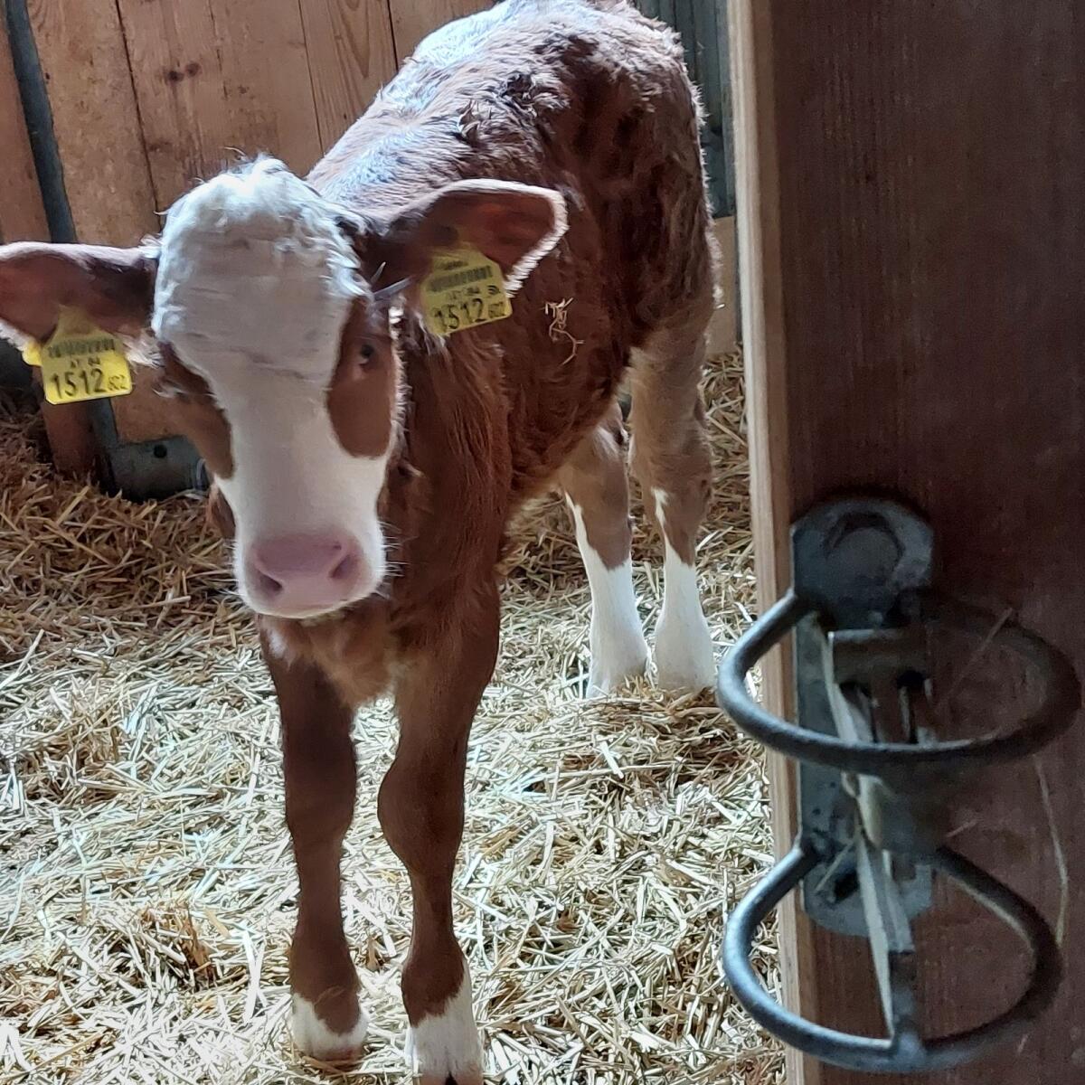 Weibliches Kalb Bio 2