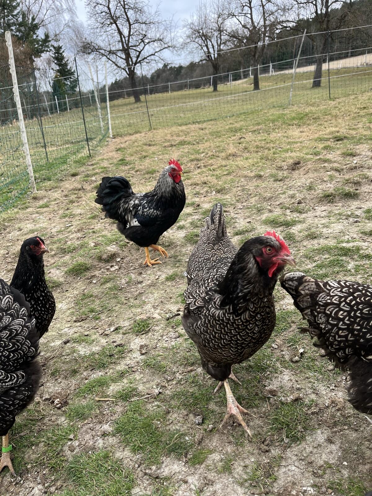 Bruteier Moosleger 2