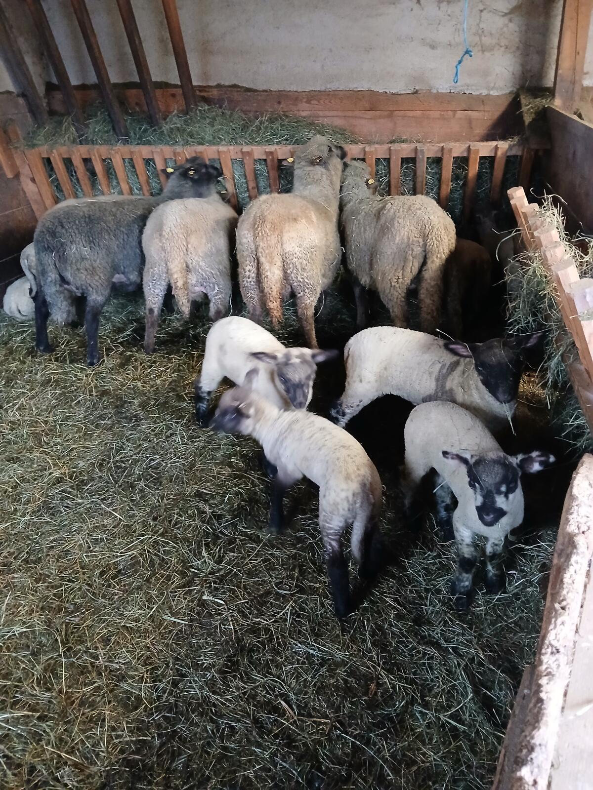 Shropshire 2