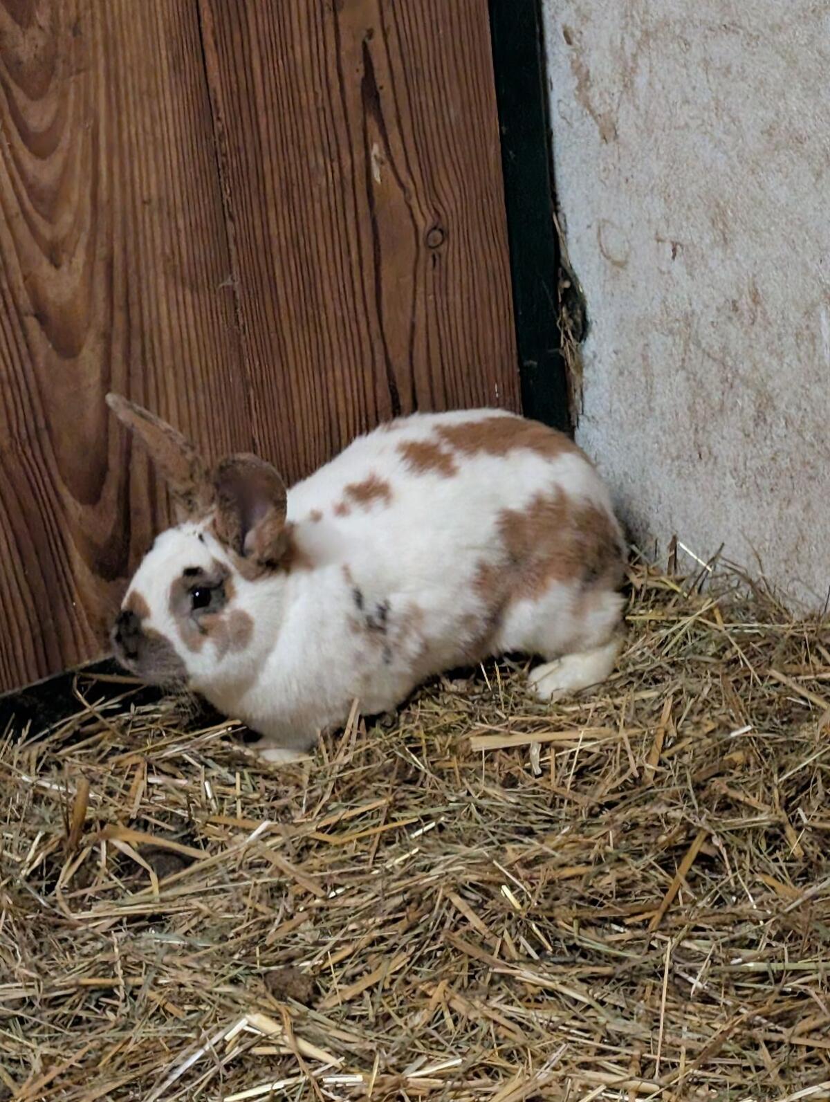 Männliche Riesenschecken Mix 2