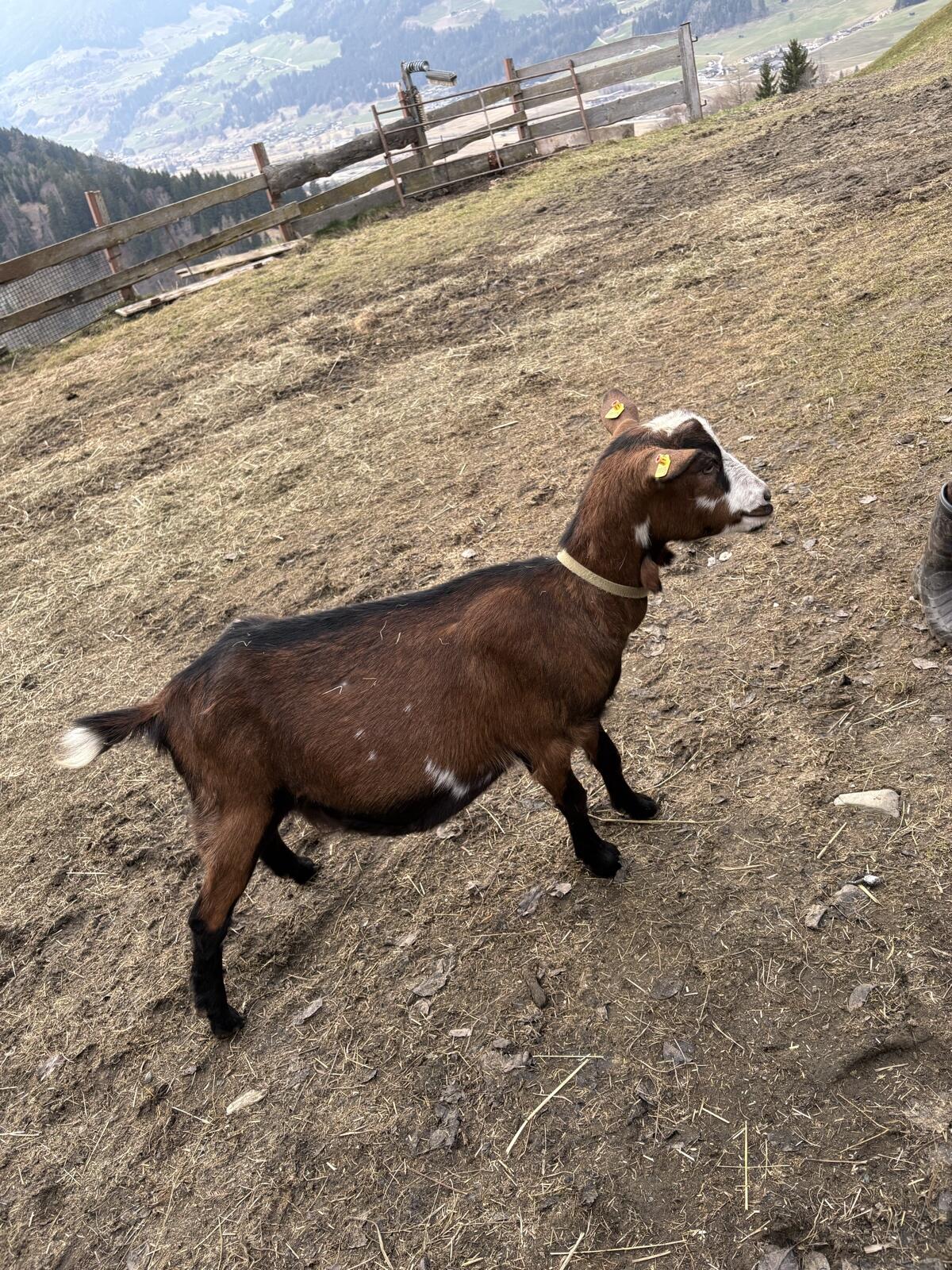 Ziege 3