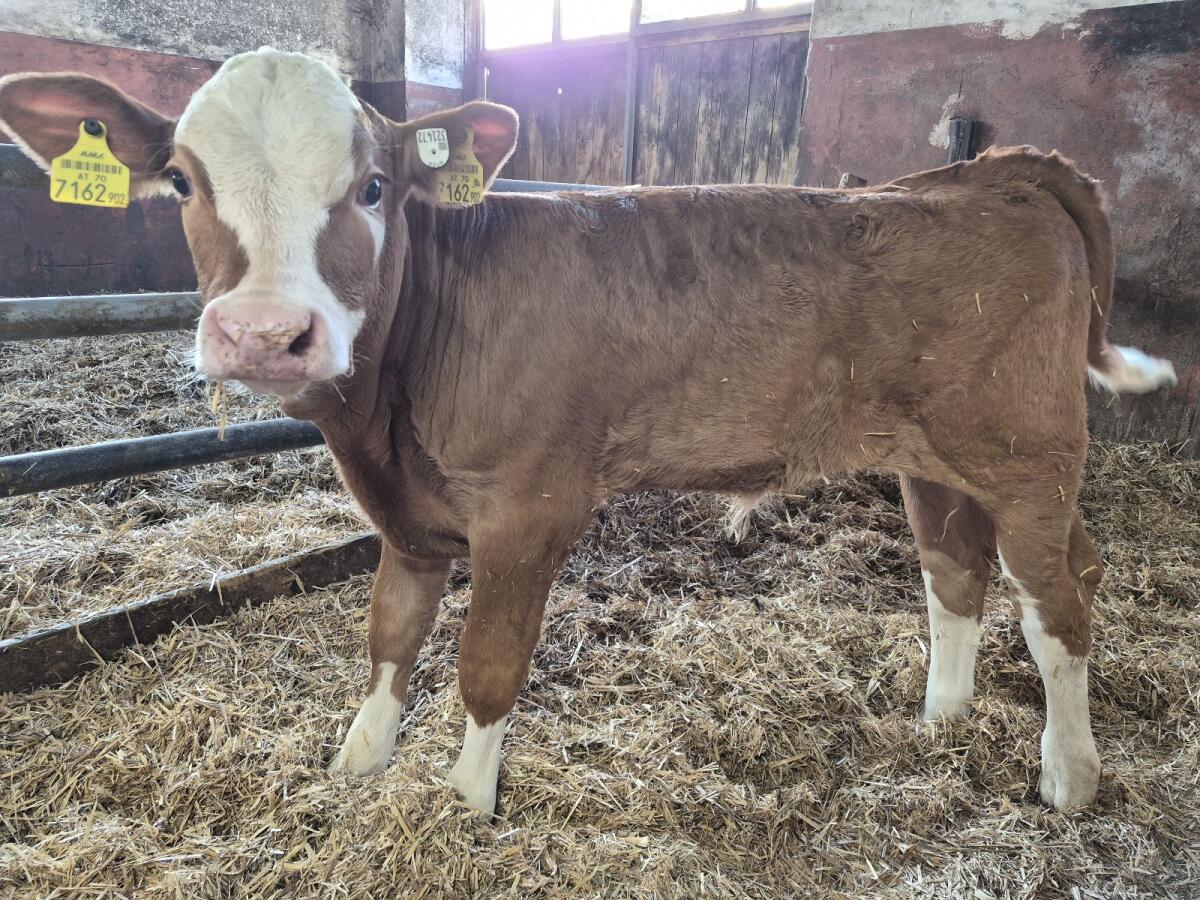 Zuchtstierkalb 3