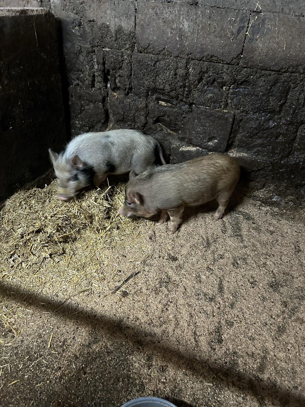 Mini Hängebauchschweine 2