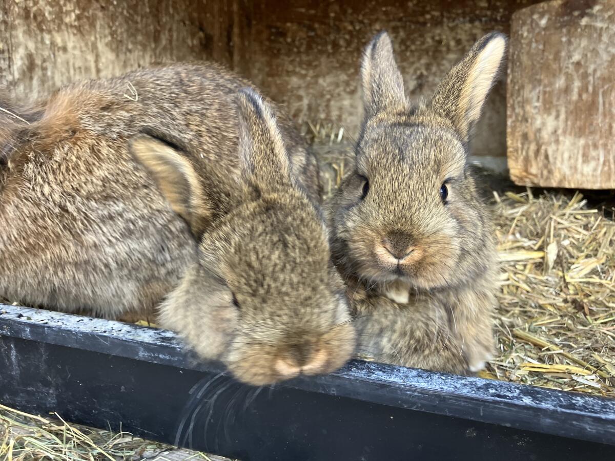 Junge Hasen 2