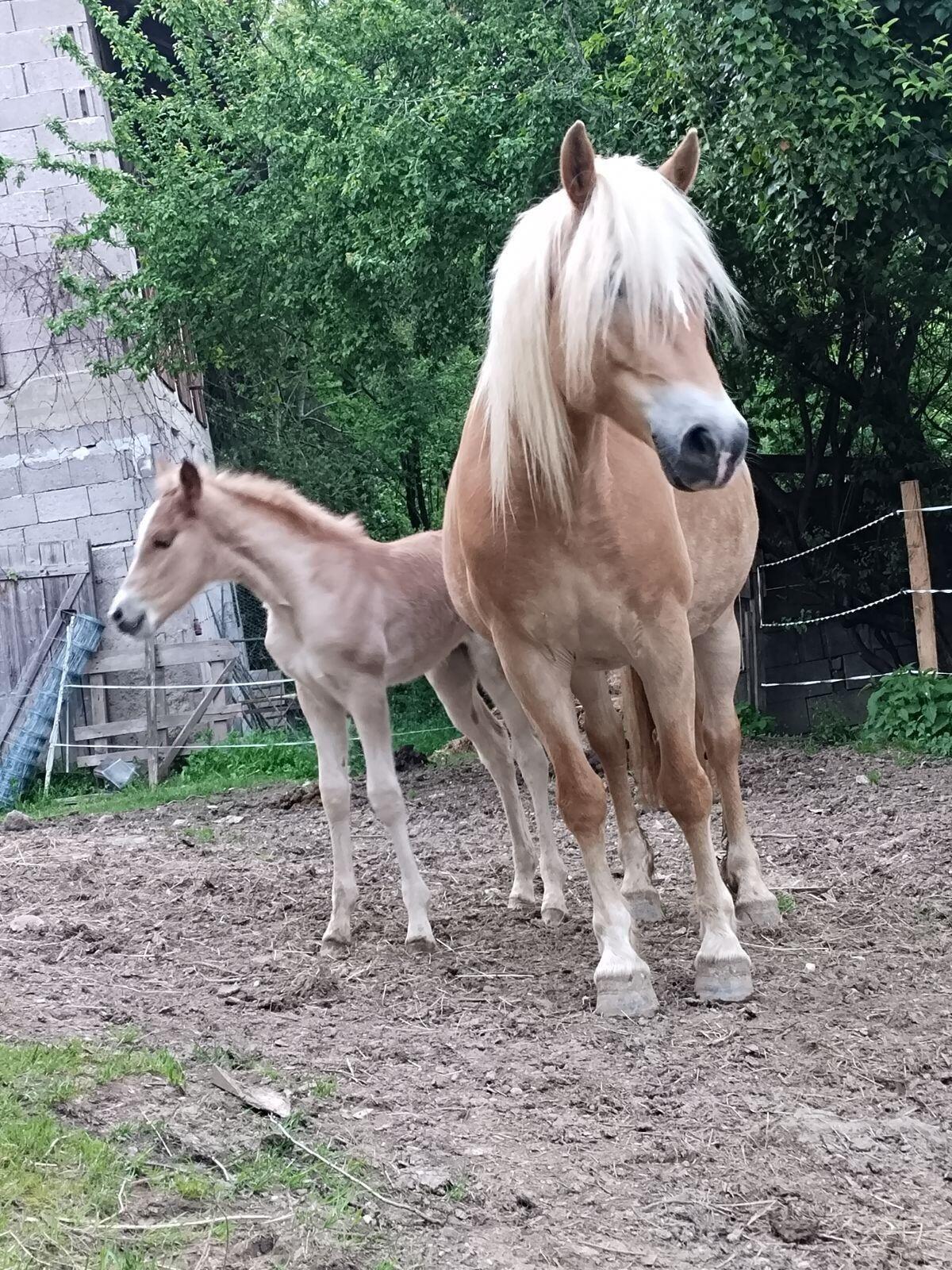 7-jährige Haflingerstute 3