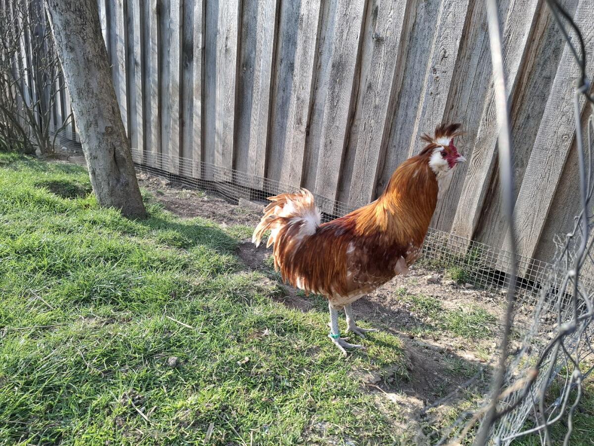 Brabanter Chamois Hahn 3