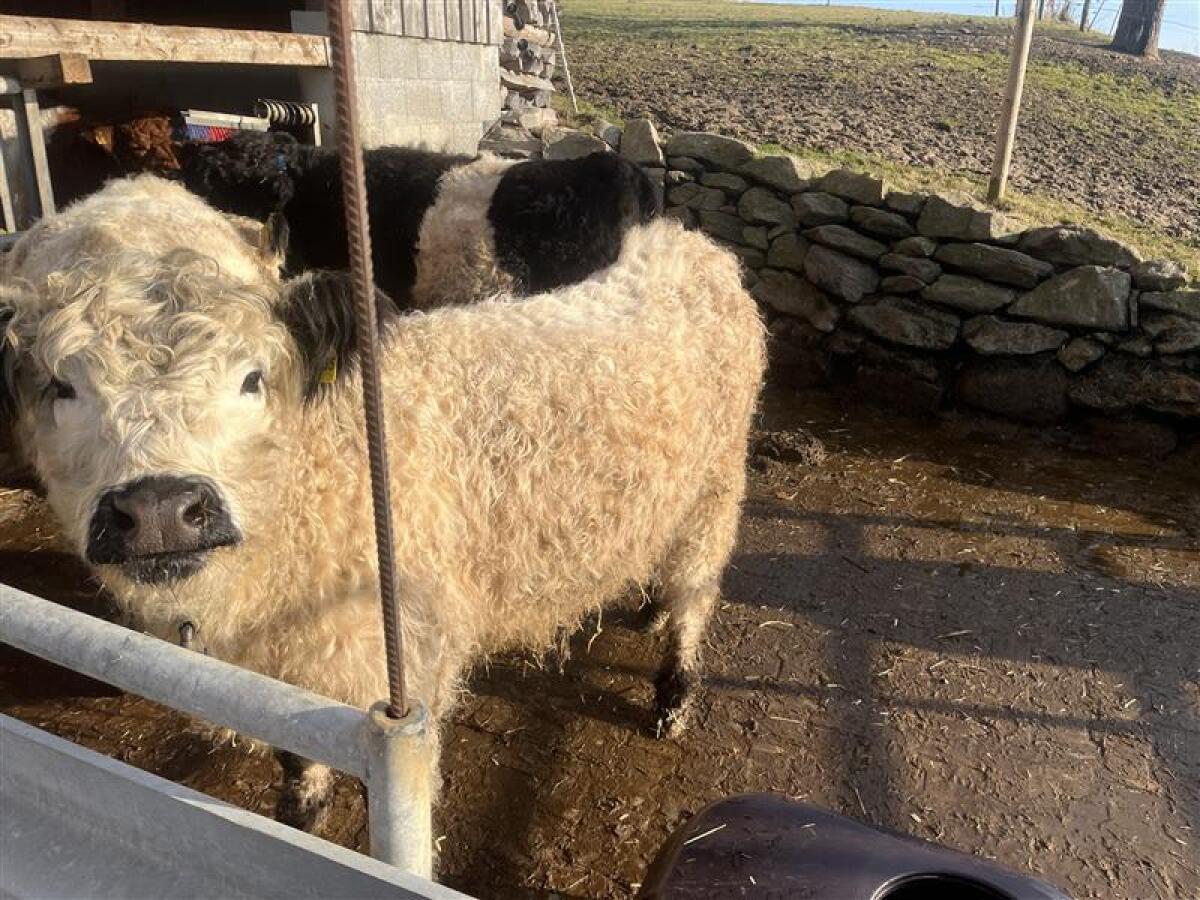 White Galloway Färse Bio 2
