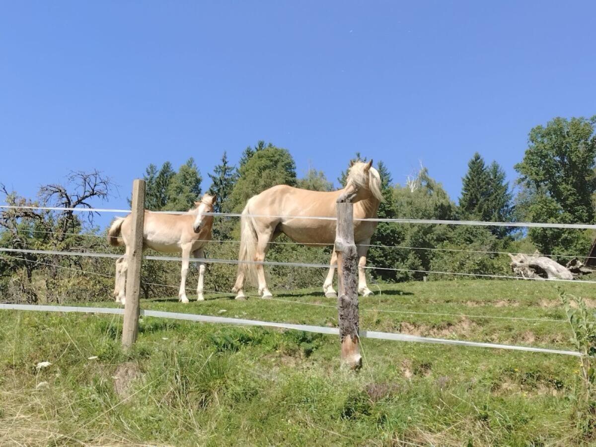Haflingerstutfohlen abzugeben 2