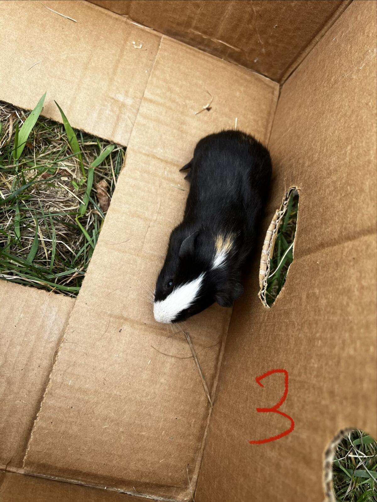 Meerschweinchen 3