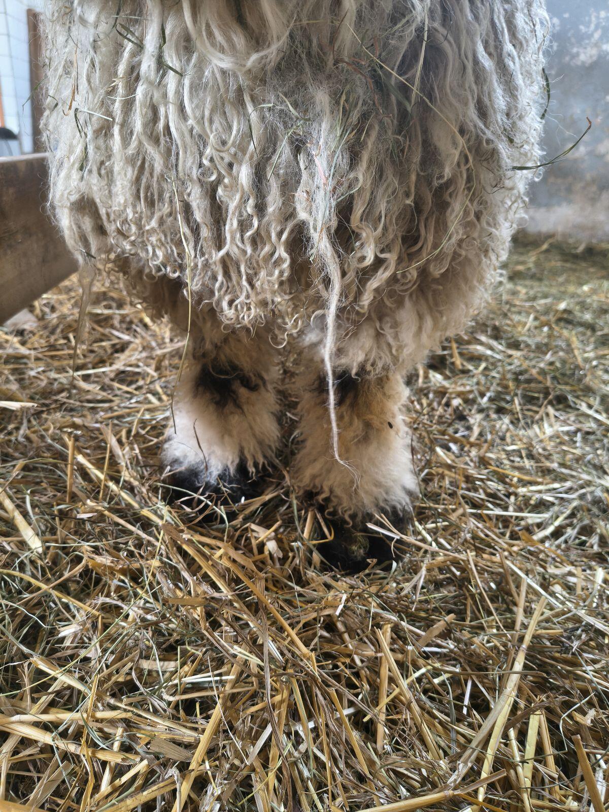Walliser Schwarznasenschaf Jungwidder 2