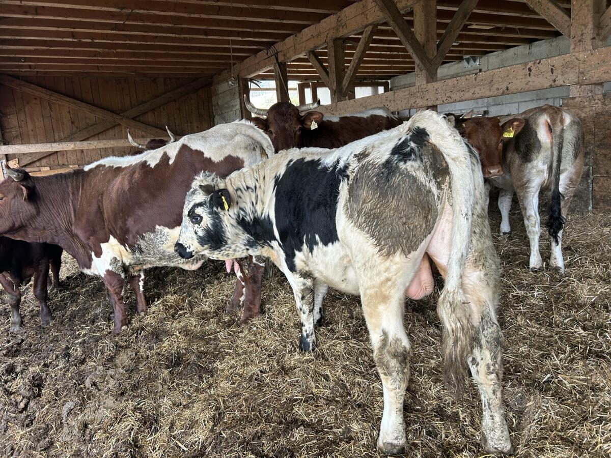 Pustertaler Stier 3