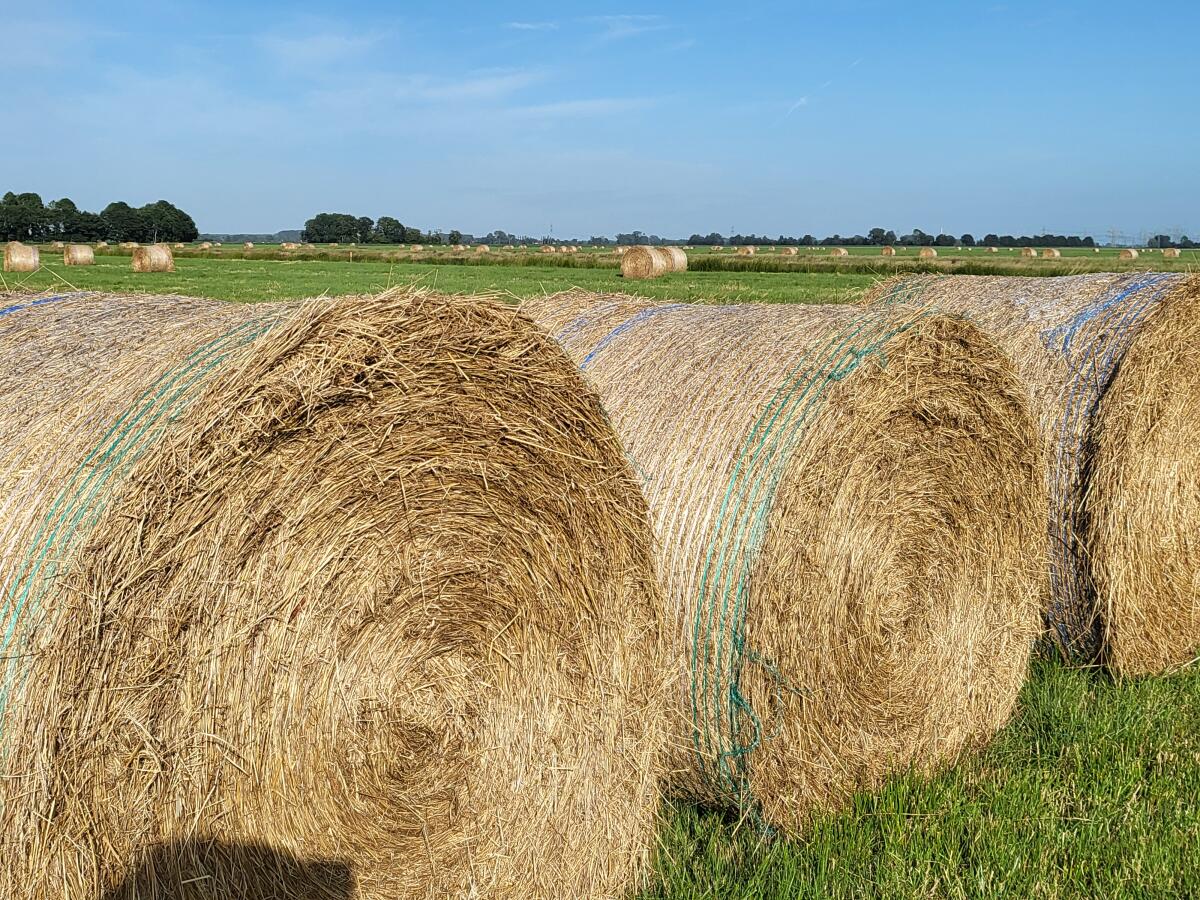 Heuballen, 1. Schnitt 2025 2