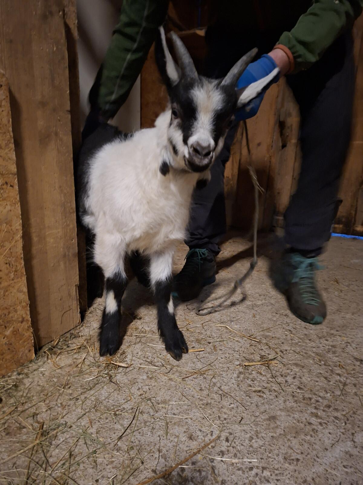 Bock Kitz 3