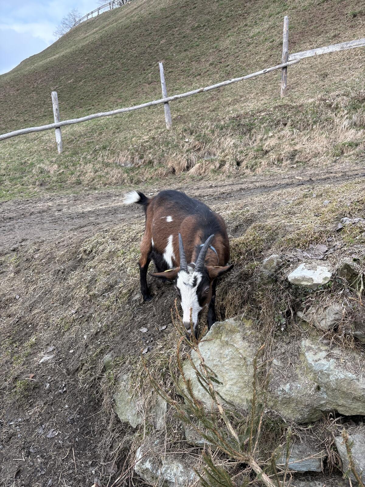 Ziege 2