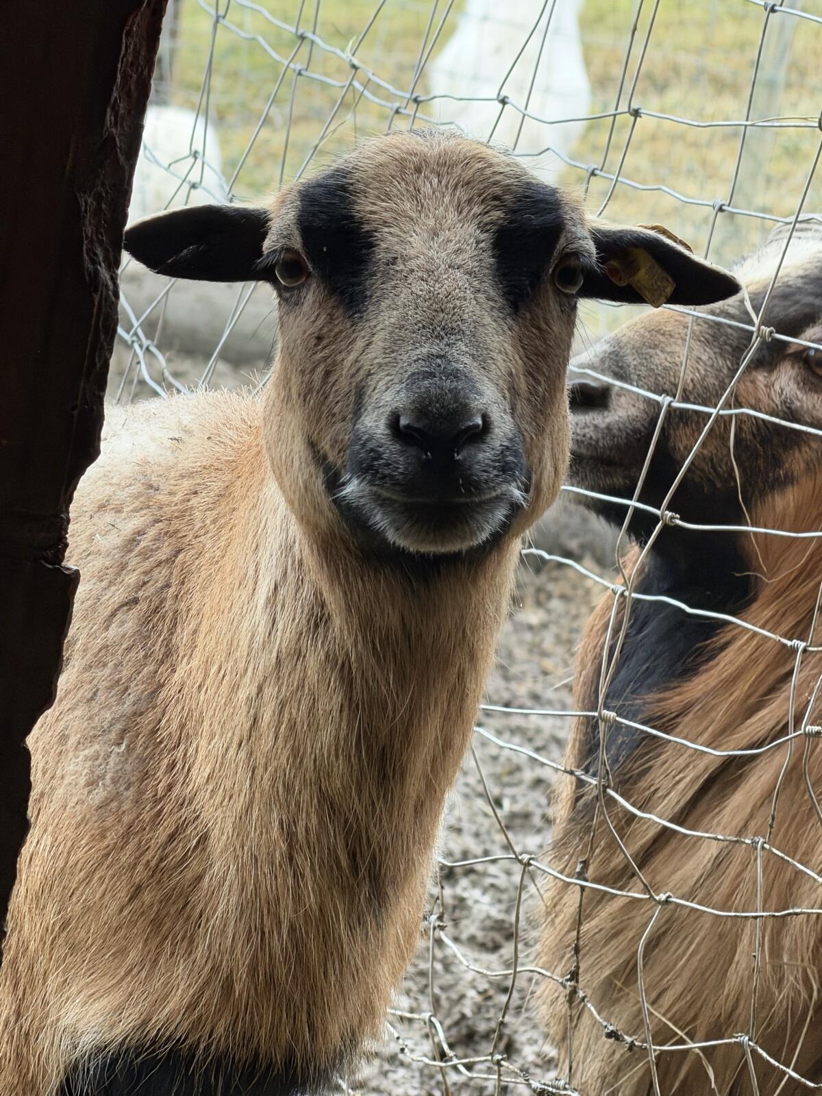 Zwergziege Kamerunschaf 2