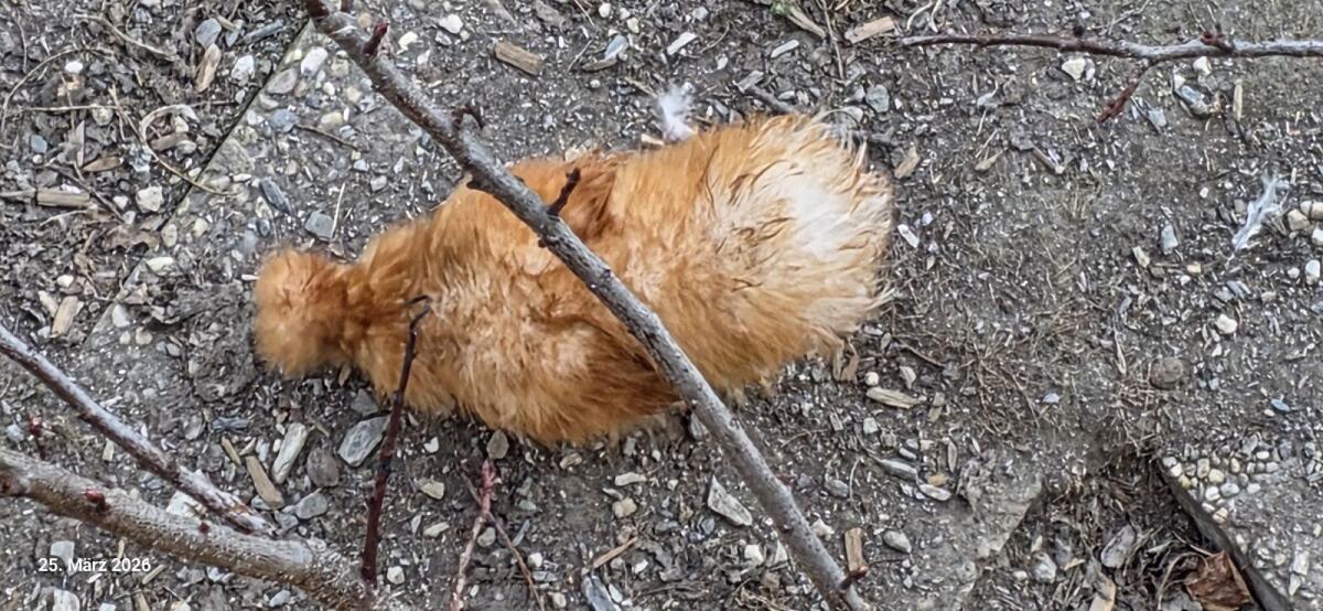 Zwergseidenhahn zu verschenken 2