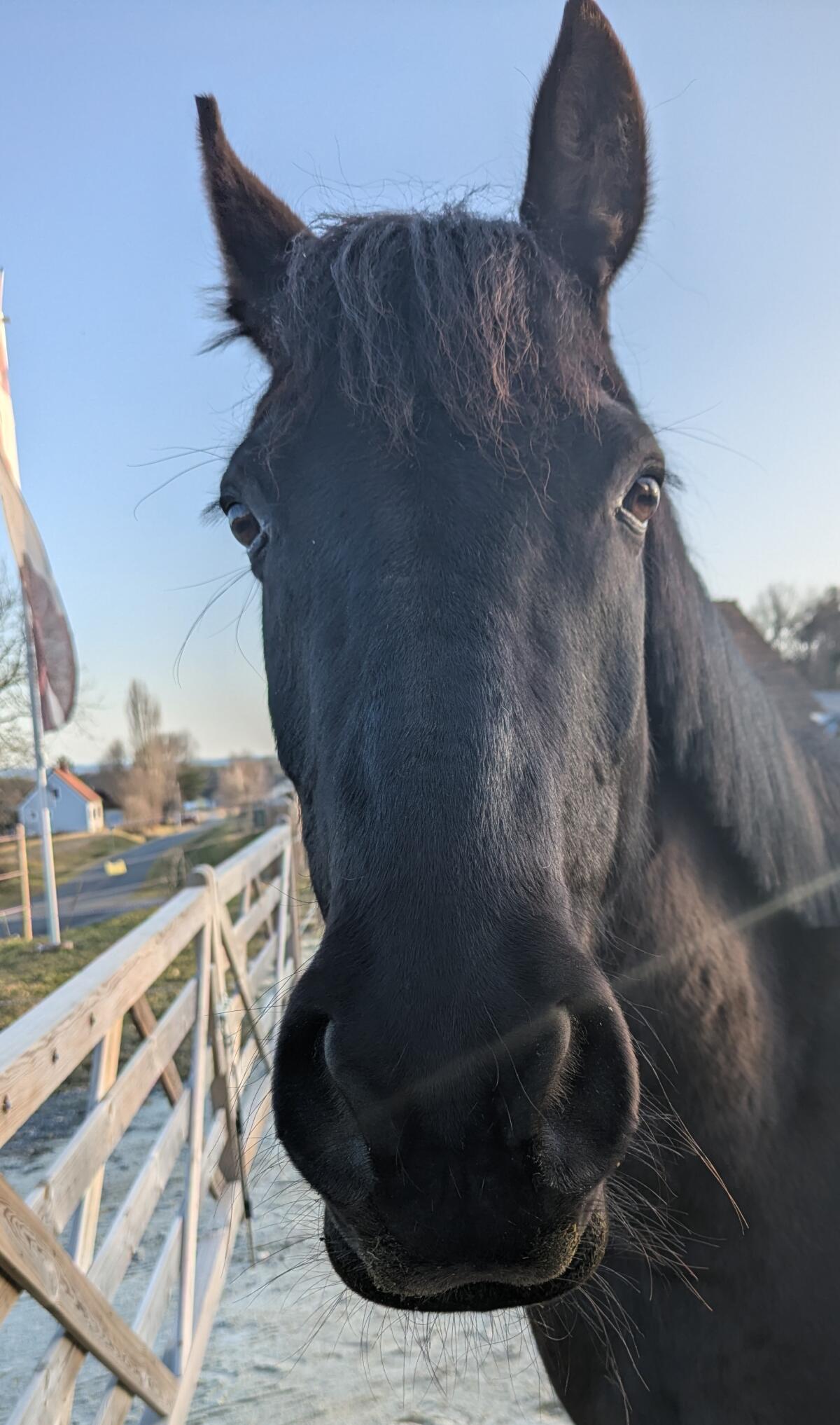 Reitpony - Rappfalbstute 3