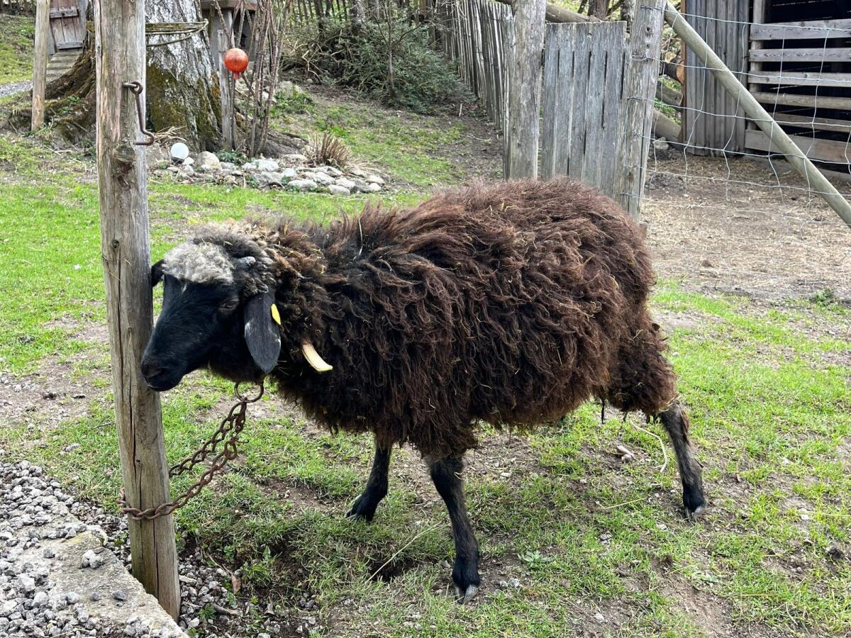 Alpines Steinschaf 3