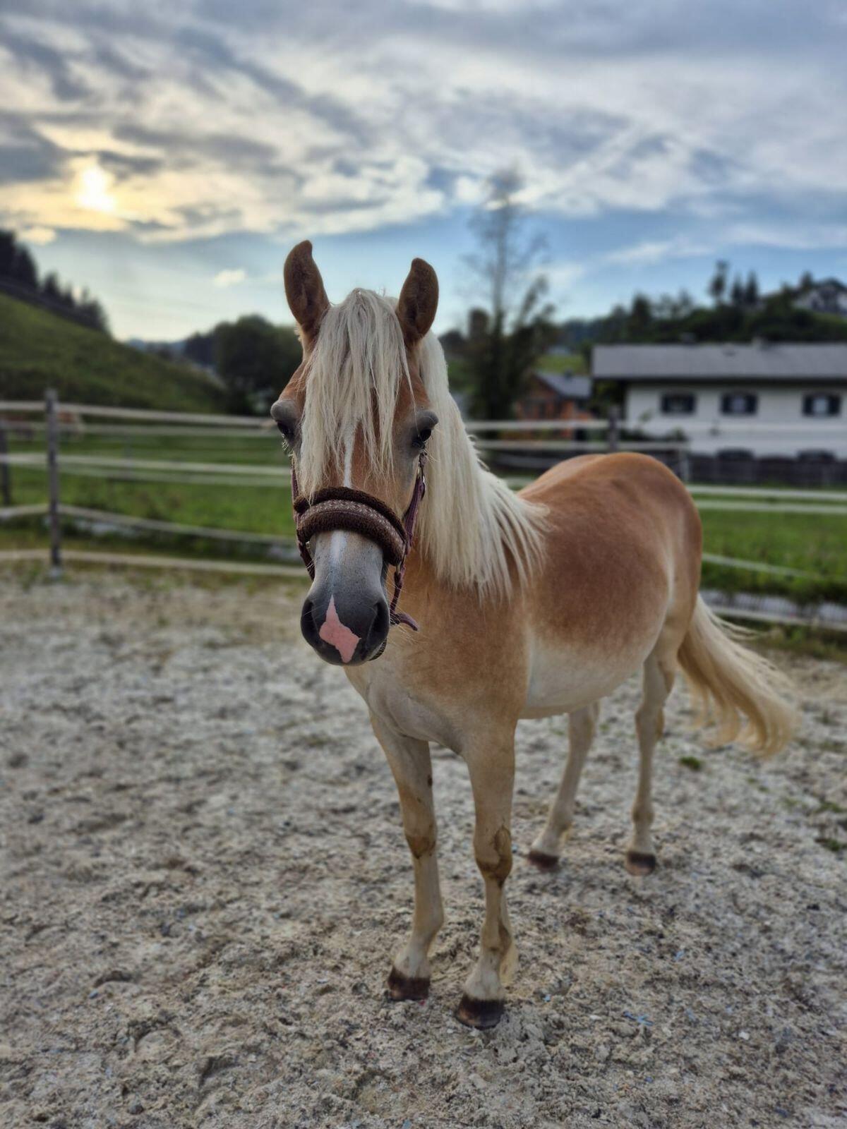 Super cooler Haflinger Wallach 3