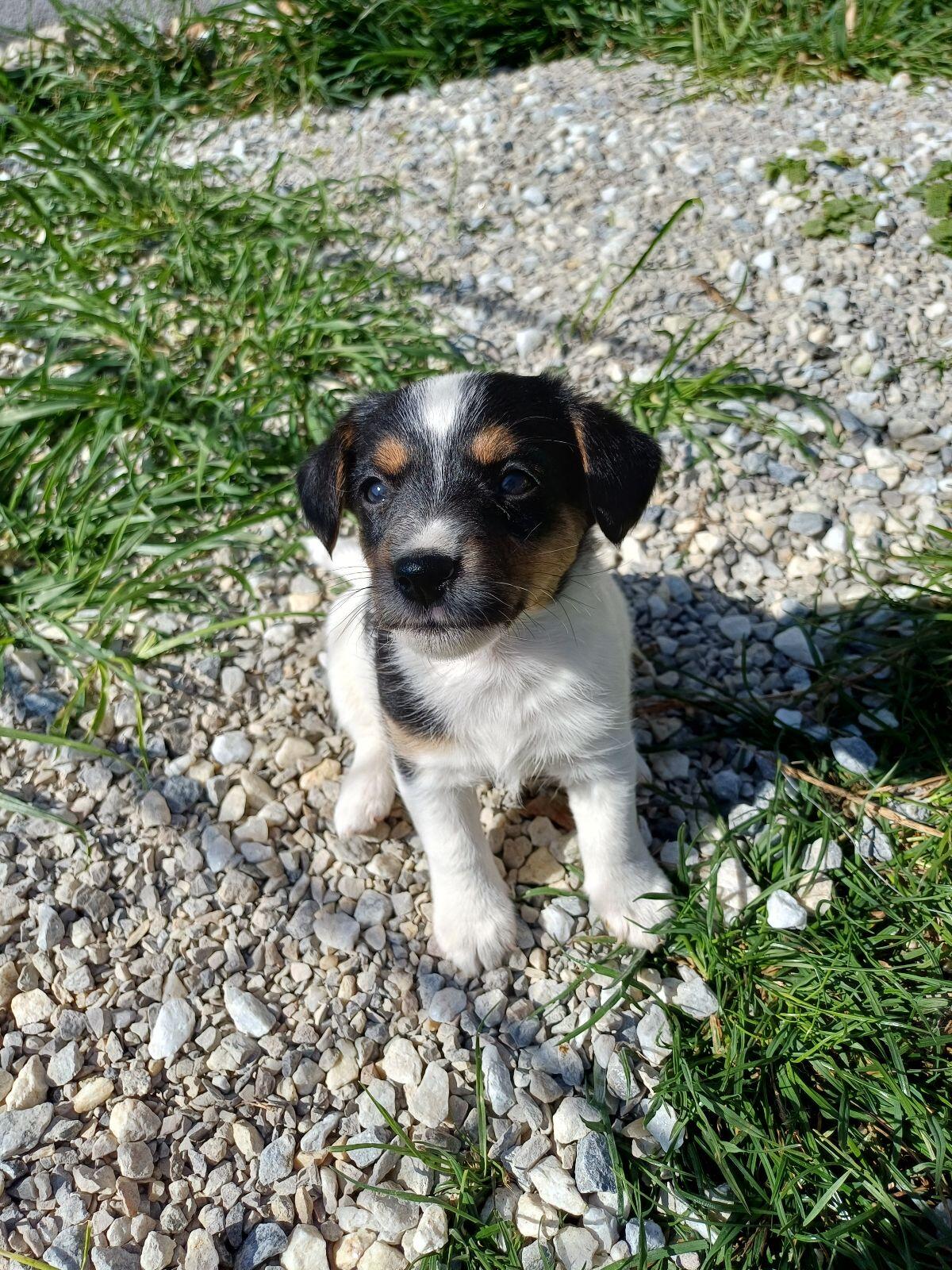 Jack Russel 3
