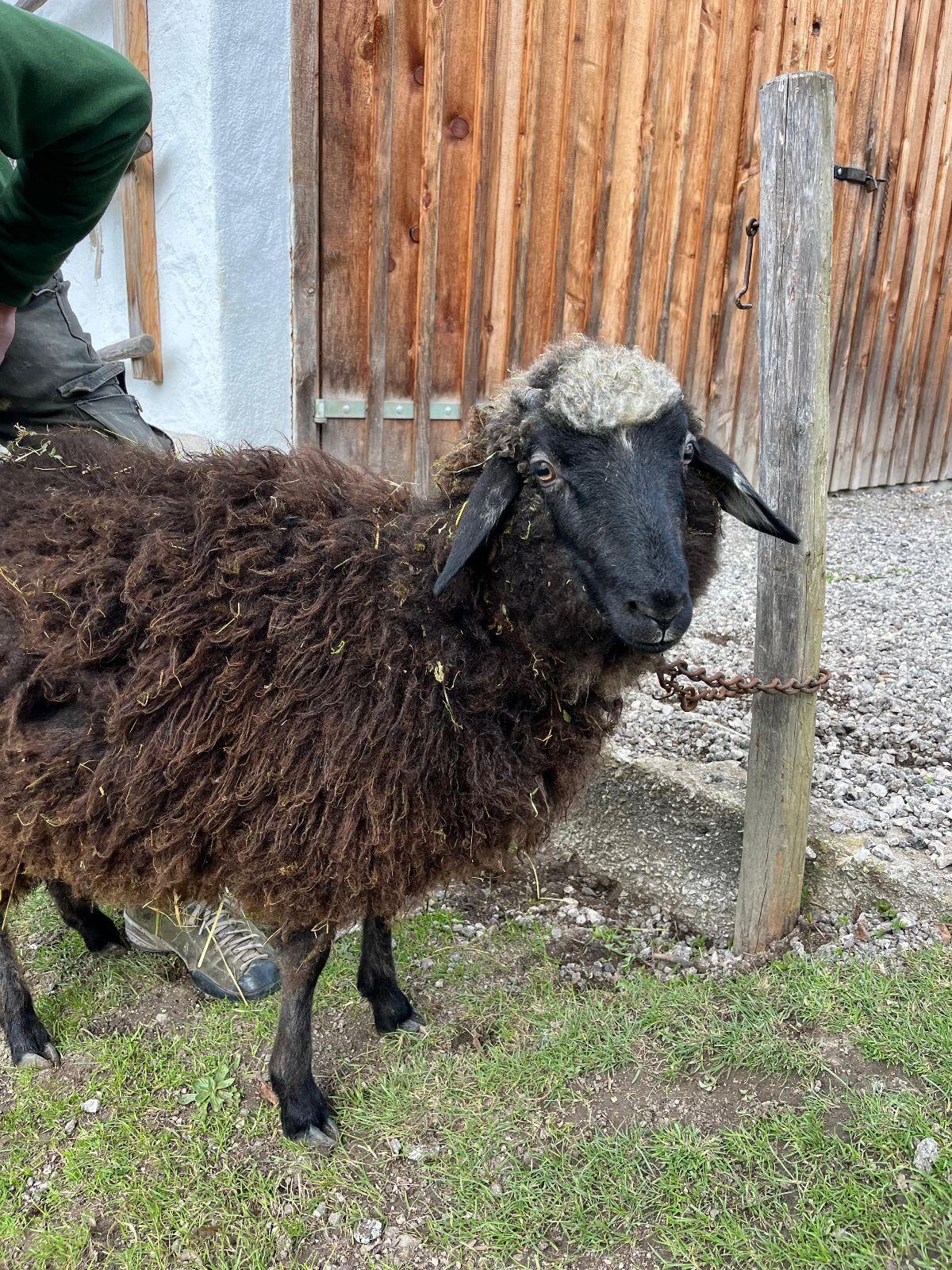 Alpines Steinschaf 2