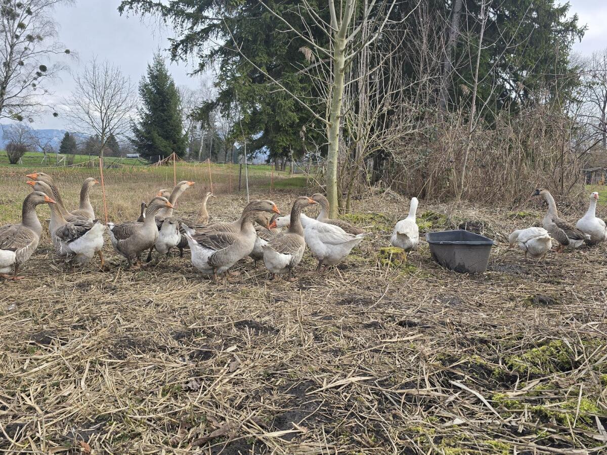 Gänsebruteier 2