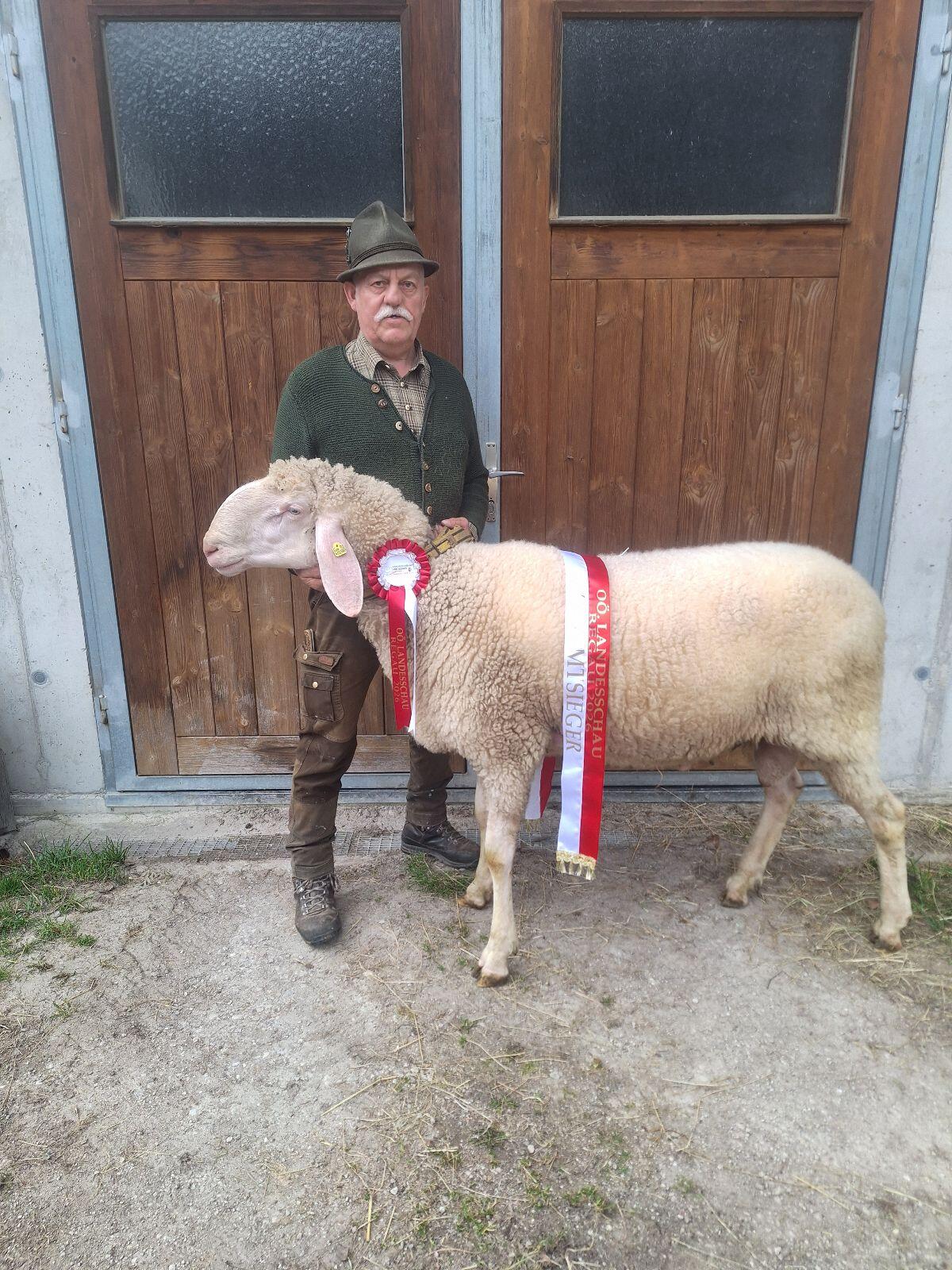 Bio Tiroler Bergschaf Widder 3