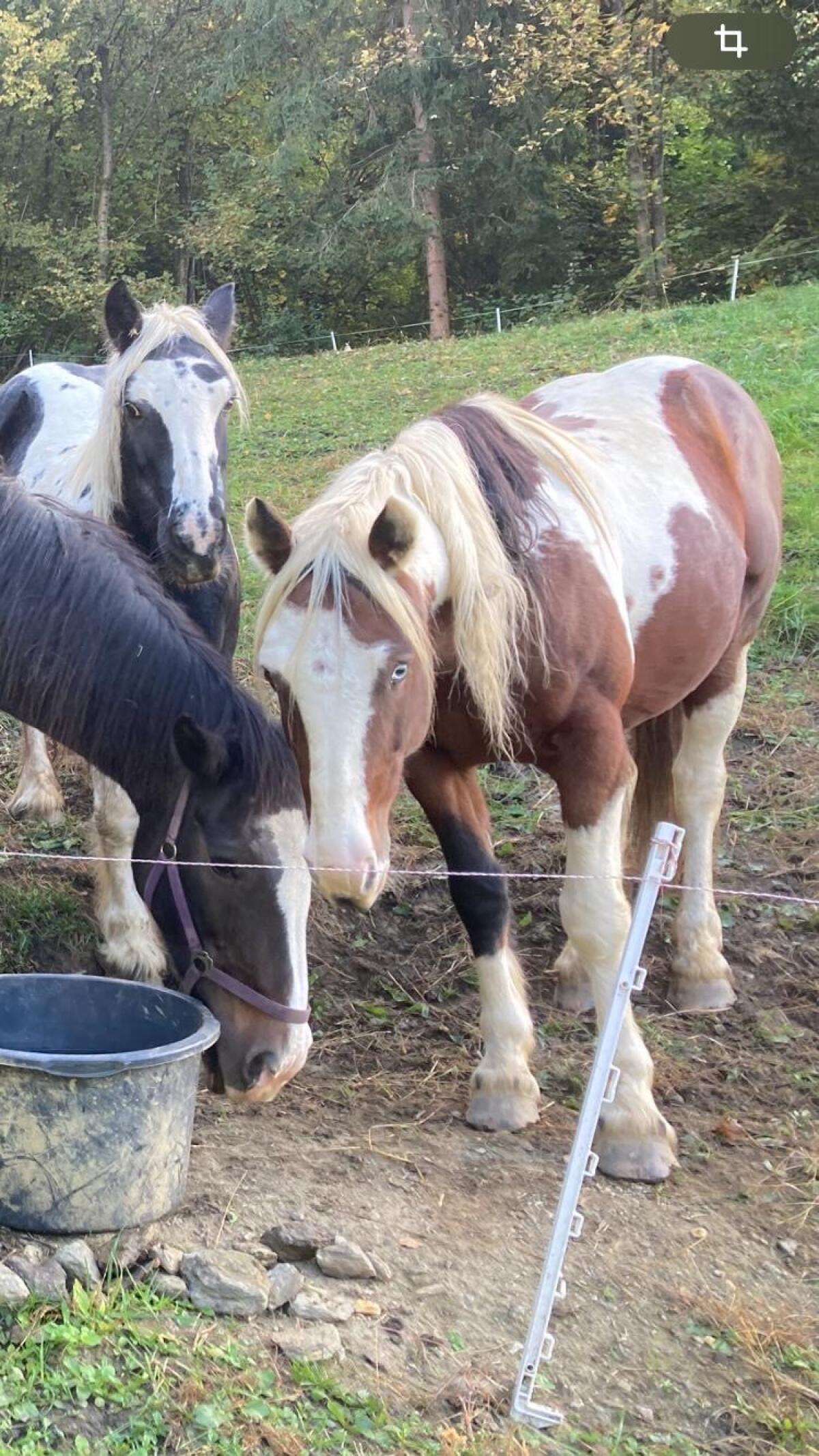 Painthorse/Tinker 2