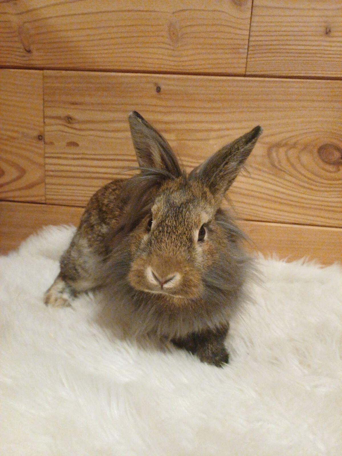 Löwenkopfkaninchen 3